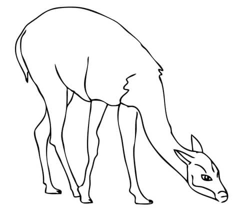 Guanaco On Pasture Coloring Page